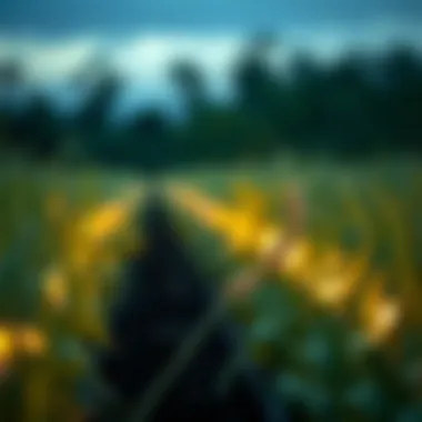 A Comprehensive Guide to Yield Farming Summary